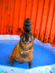 Hatos balancing a KONG on his head