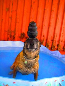 Hatos balancing a KONG on his head