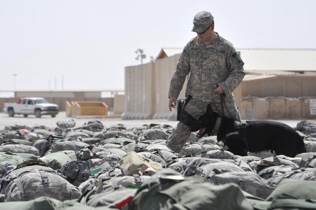 U.S. Army Sgt. Todd Neveu, a military working dog (MWD) handler, and his dog, Gino, search baggage for drugs before the bags are loaded onto a plane July 25, 2010, at Al Asad Air Base, Iraq. MWD teams randomly inspect baggage and personnel as U.S. forces transit through the base. (U.S. Air Force photo by Perry Aston/Released)