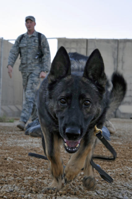 Ali, a U.S. Air Force military working dog, runs to the next obstacle on a training course at Asad Air Base, Iraq, on July 25, 2010. The obstacle course provides exercise and obedience training for military dogs. DoD photo by Perry Aston, U.S. Air Force. (Released)