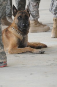 U.S. Army military working dog, Andy, sits alertly during a pre-mission briefing for Iraqi and U.S. Soldiers participating in a joint operation with the Iraqi Army and U.S. Soldiers of 5th Squadron, 73rd Cavalry Regiment, 3rd Brigade Combat Team, 82nd Airborne Division, in Rusafa, eastern Baghdad, Iraq, Feb. 28, 2009. The Soldiers are searching for weapons caches and targeted insurgents. (U.S. Army photo by Staff Sgt. James Selesnick/Released)