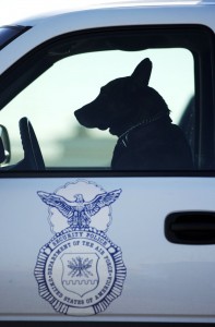 AURORA, COLORADO, NOVEMBER 5, 2004--Recently returned from a 6-month tour of duty in Iraq as an explosive detection dog, "Billy", a specially trained Dutch Shepherd dog, sits comfortably inside his handler's SUV at the Military Working Dog training area at Buckley Air Force base in Aurora on Friday. Billy and his handler, Staff Sgt. Chris Roach, currently perform security patrols at Buckley. "He likes that comfortable seat," Roach said. (DENVER POST PHOTO BY GLENN ASAKAWA)