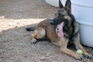 Military Working Dog Dag sits in a shady spot, with his tennis ball, after completing a successful tracking exercise, at Joint Security Station Loyalty, in eastern Baghdad, Iraq, May 15, 2009. (U.S. Army photo by Staff Sgt. James Selesnick/Released)