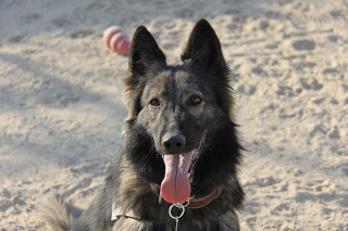 Military working dog Enyzi of the 101st Airborne Division, in Afghanistan