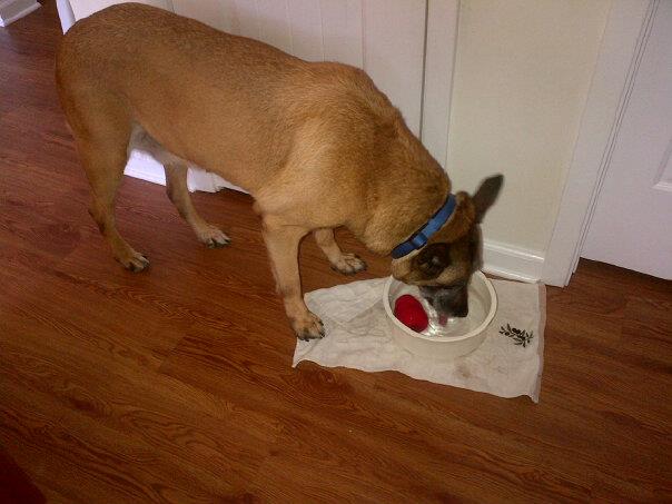 Fons with his KONG toy