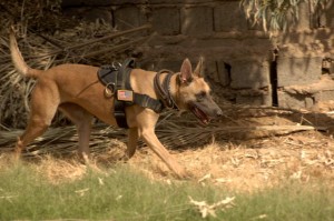 U.S. Air Force Tech. Sgt. Stacey Harrington and Military Working Dog Ggabbi conduct a search of the neighborhood activities center prior to a business development seminar in the Gazaliyah district, Baghdad, Iraq, Sept. 21, 2008. Bryson and Warren are in Green Platoon, Bravo Troop, 1st Squadron, 75th Cavalry Regiment, 2nd Brigade Combat Team, 101st Airborne Division. (U.S. Army photo by Spc. Charles W. Gill/Released)