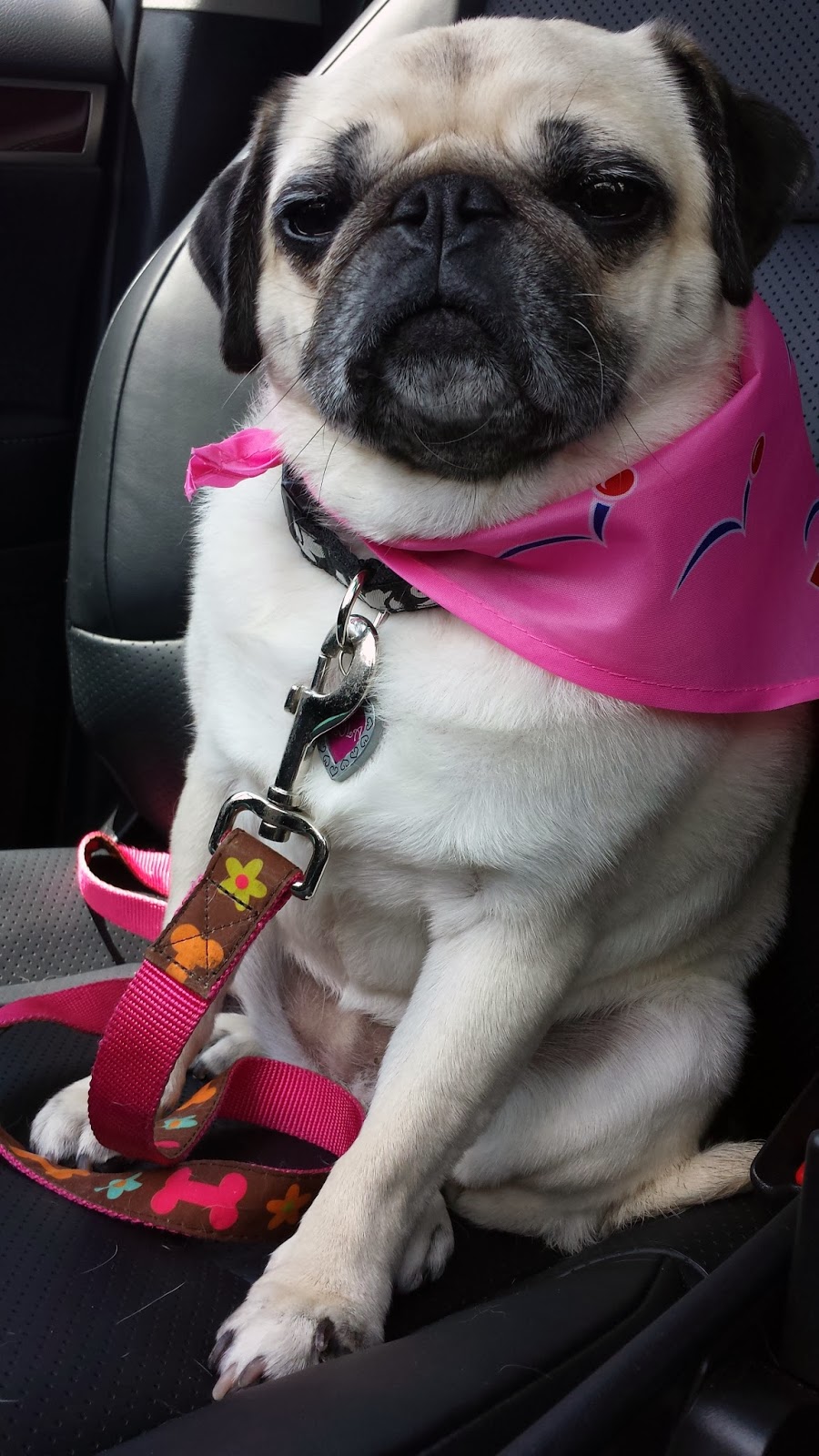Miss Lola relaxing in the car