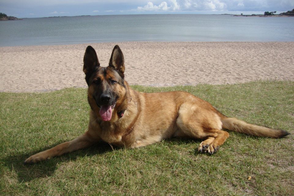 Lucca at the beach