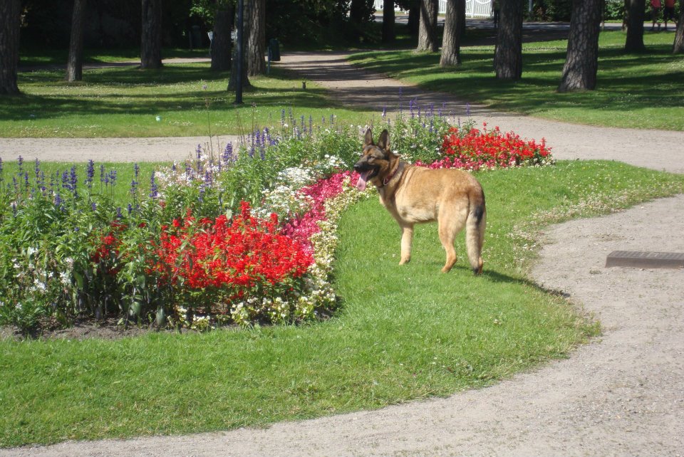 Lucca enjoying the gardens