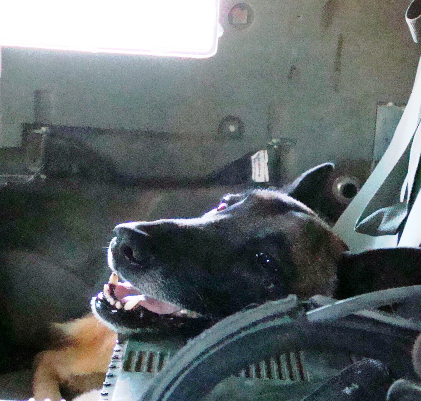 MWD Barry just chilliln' in the air conditioned vehicle