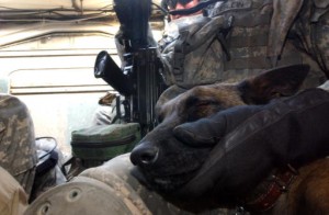 Olivia, a military working dog, sleeps next to her trainer inside a U.S. Army Stryker after a morning of conducting vehicle searches in Mosul, Iraq, Oct. 19, 2006, in support of a joint U.S.- Iraqi army mission. (U.S. Air Force photo by Tech. Sgt. Michele A. Desrochers) (Released)