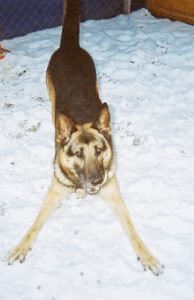 Rex in the snow