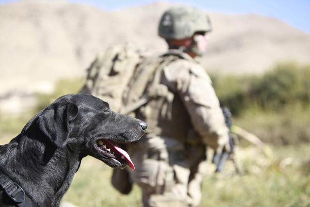 U.S. Marine Corps improvised explosive device (IED) detection dog Rocky, attached to India Battery, 3rd Battalion, 12th Marine Regiment, Regimental Combat Team 2, rests during a patrol in Kajaki, Helmand province, Afghanistan, Oct. 22, 2010. The unit patrolled the area to deter insurgent emplacement of improvised explosive devices. (U.S. Marine Corps photo by Cpl. Matthew P. Troyer/Released)