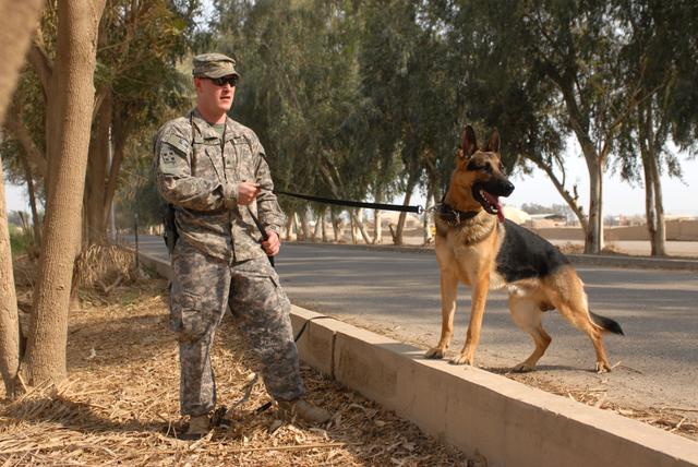 U.S. Army Sgt. Zachary Delk and military working dog, Nero M707, attached to 2nd Brigade, 1st Cavalry Division, conduct track training in Baghdad, Iraq, April 3, 2009. Track training teaches a dog to track by scent as well as sight. (U.S. Navy photo by Mass Communication Specialist 2nd Class Robert Whelan/Released)