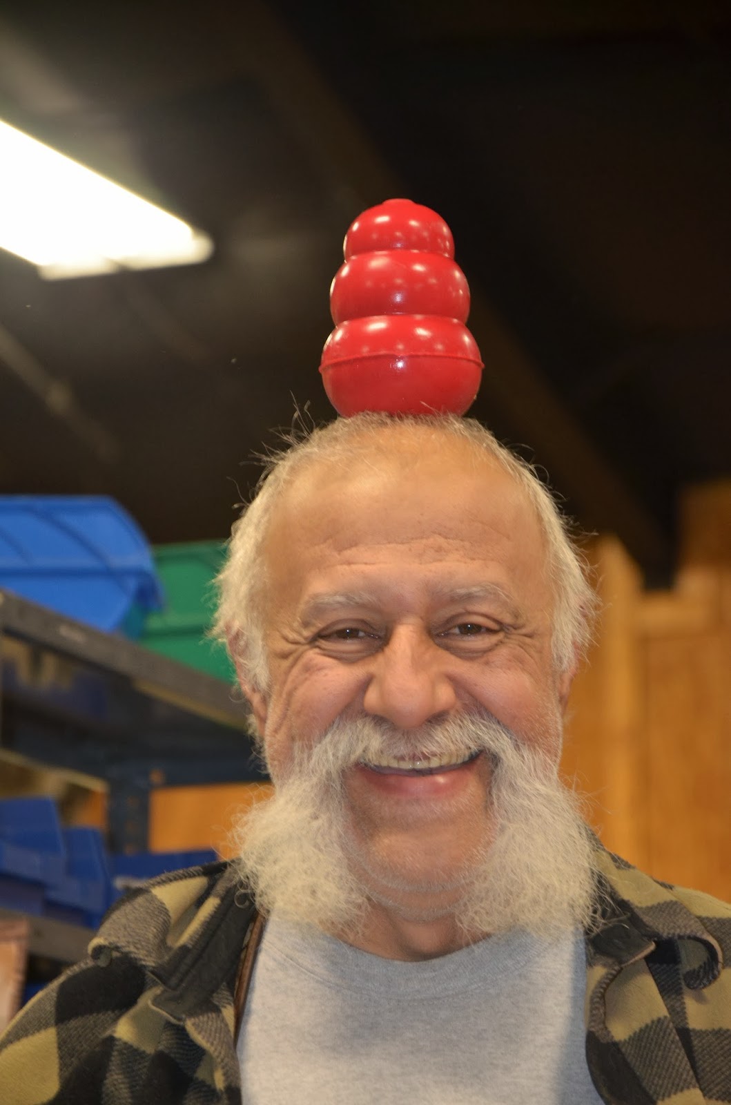 Balancing a KONG on his head