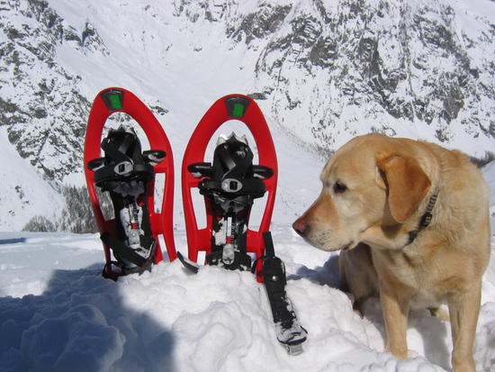 Dog and snowshoes