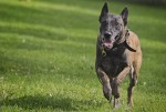 JOINT BASE ELMENDORF-RICHARDSON, Alaska -- Kimba, a Belgian malinois military working dog assigned to the 673d Air Base Wing Security Forces Squadron, runs toward an aggressor during a training session on Joint Base Elmendorf-Richardson, Aug. 26, 2013. Security Forces Airmen continually train with their K9 counterparts to keep their teams flexible to respond to law enforcement emergencies, and for overseas deployments. (U.S. Air Force photo/Justin Connaher)