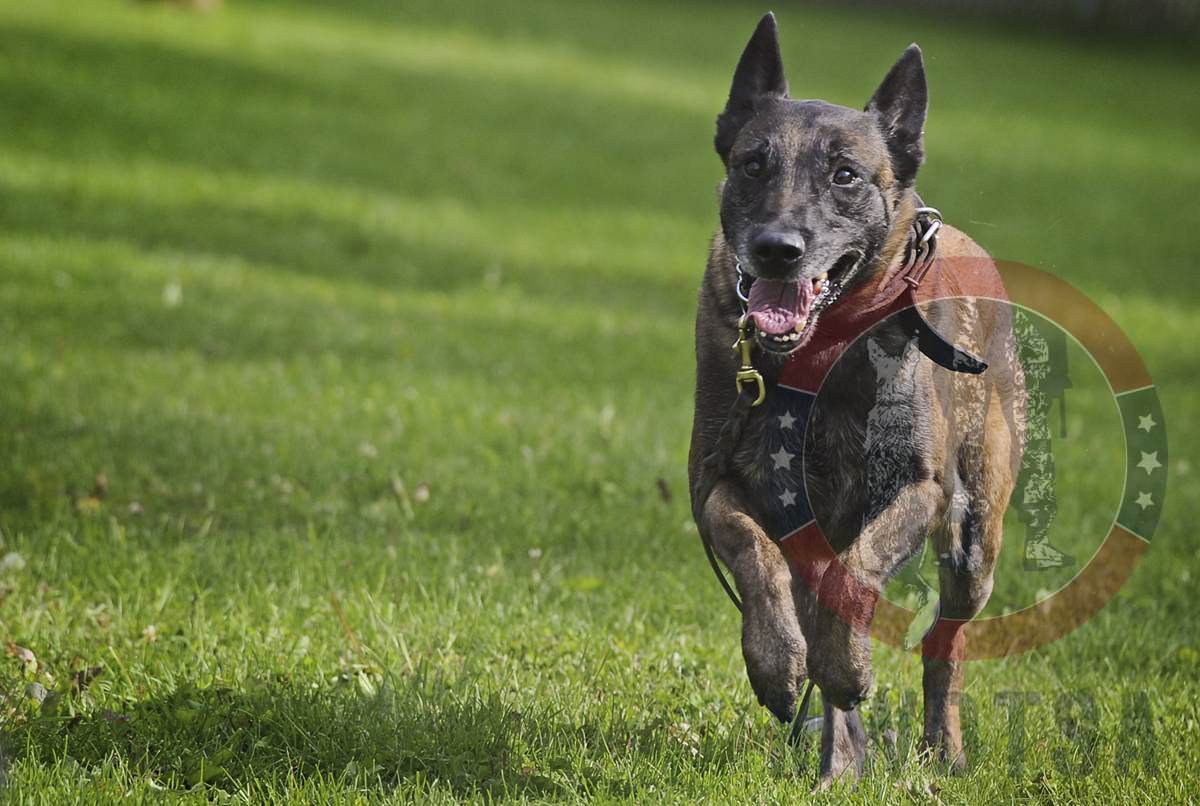 JOINT BASE ELMENDORF-RICHARDSON, Alaska -- Kimba, a Belgian malinois military working dog assigned to the 673d Air Base Wing Security Forces Squadron, runs toward an aggressor during a training session on Joint Base Elmendorf-Richardson, Aug. 26, 2013. Security Forces Airmen continually train with their K9 counterparts to keep their teams flexible to respond to law enforcement emergencies, and for overseas deployments. (U.S. Air Force photo/Justin Connaher)