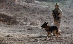 Marine, second Reconnaissance Battalion, and MWD.