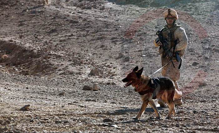 Marine, second Reconnaissance Battalion, and MWD.