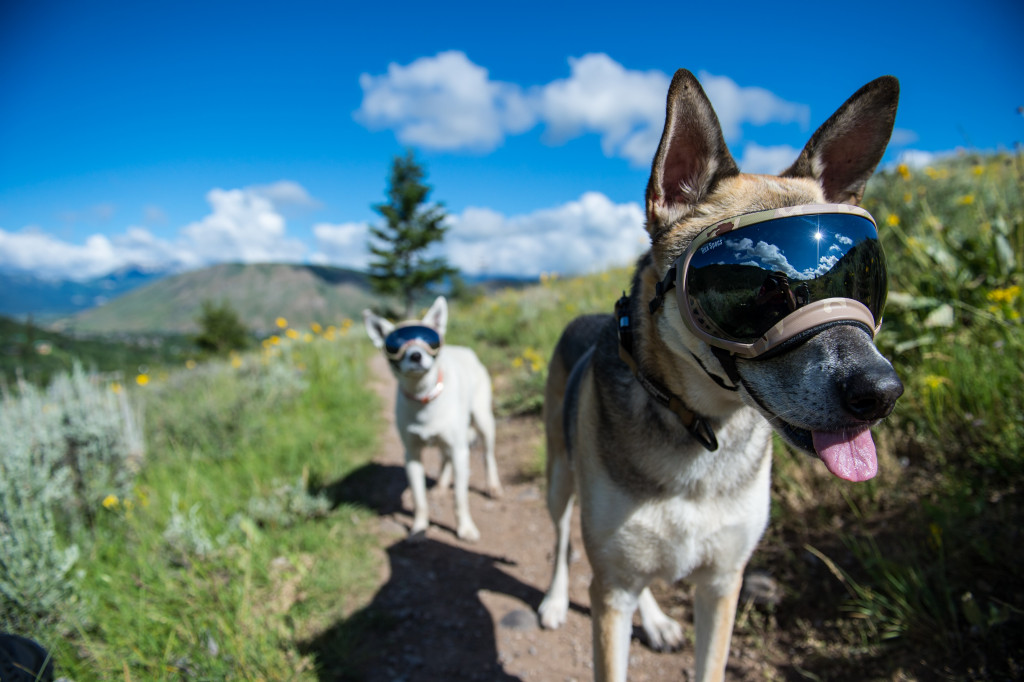 This photo shows two dogs on a hiking trail, wearing Rex Specs dog eye care goggles. The tinted lenses shield their eyes from the intense sun. 