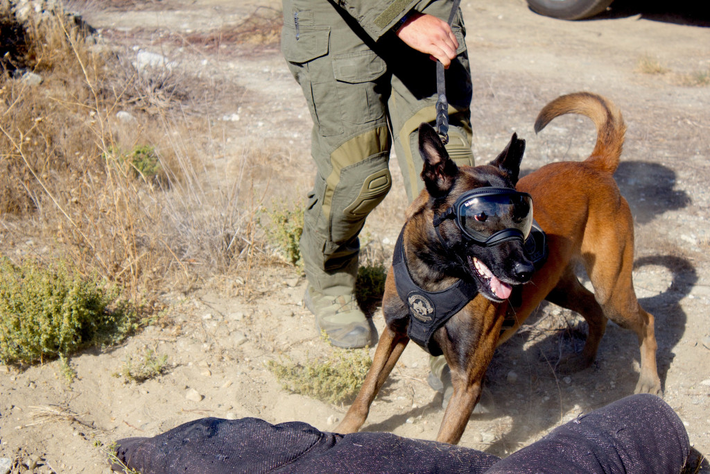 This photo shows a working dog on leash, wearing Rex Specs goggles.