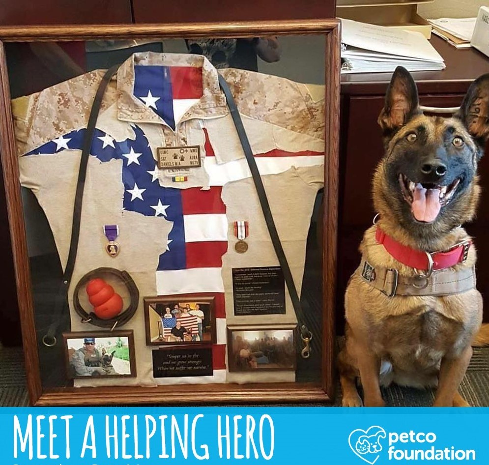 This photo shows a retired military working dog who attended a Petco Foundation Helping Heroes fundraising event.
