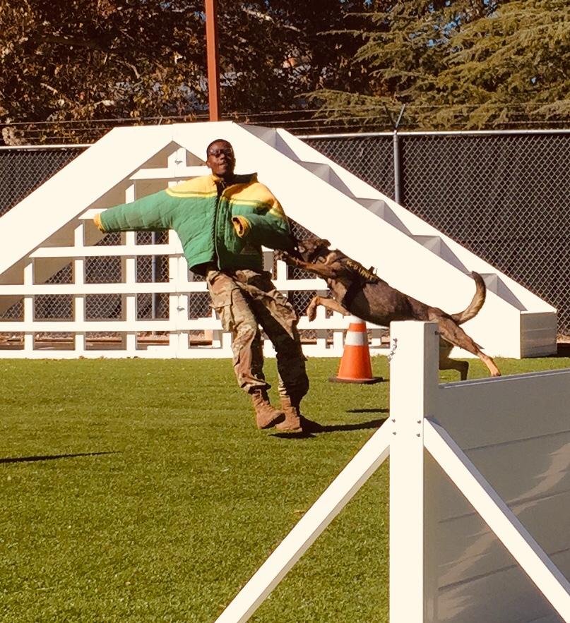 This photo shows MWD Roxie, mid-jump, jaw clamped on the arm of PFC Jackson's bite suit.