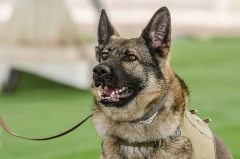 This photo shows a German Shepherd Dog focused on her handler, who is not pictured.