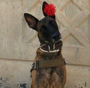 Photo of military working dog with flower