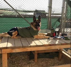 Each care package contained a t-shirt and athletic shorts for the handler, but in this photo, a military working dog is modeling the t-shirt and shorts. Hilarious!