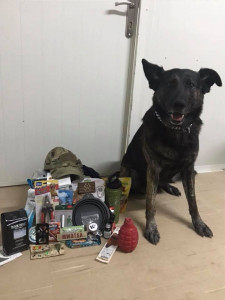 MWD with expressive eyes and one ear flopped forward sits on the floor next to care package contents.