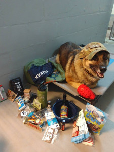 MWD is laying on a cot, wearing his handler's hat and posing with care package contents.