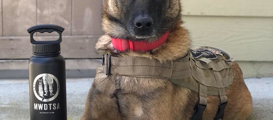 This photo shows RMWD Aura before her health deteriorated. She is modeling with a FIFTY/FIFTY water bottle, etched with MWDTSA's logo.