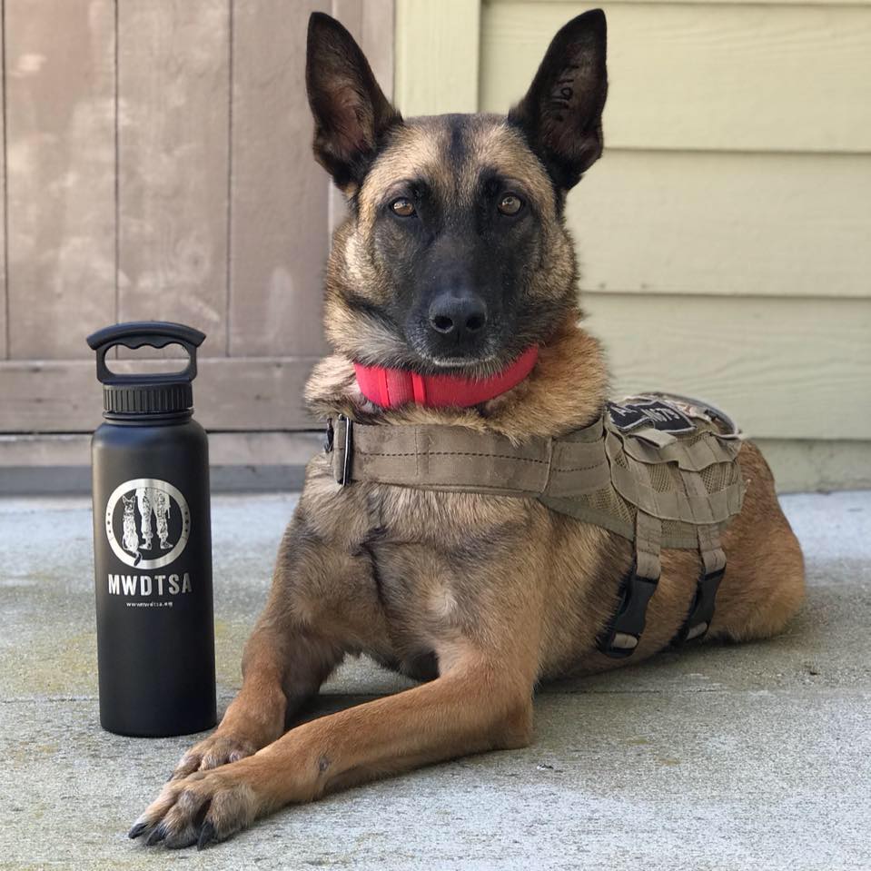 This photo shows RMWD Aura before her health deteriorated. She is modeling with a FIFTY/FIFTY water bottle, etched with MWDTSA's logo.