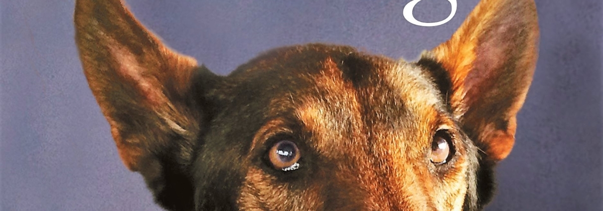 This image shows the cover of No Ordinary Dog by retired Navy SEAL Will Chesney and co-author Joe Layden.