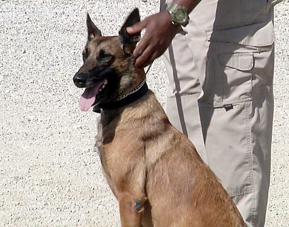 A Belgian Malinois awaits the next command at a competition to test dogs' noses. The event took place in September at Bagram Airfield, Afghanistan.