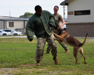 This photo shows a Fort Campbell handler in a bite suit with a dog clamped on to his sleeve. A young female trainee observes.