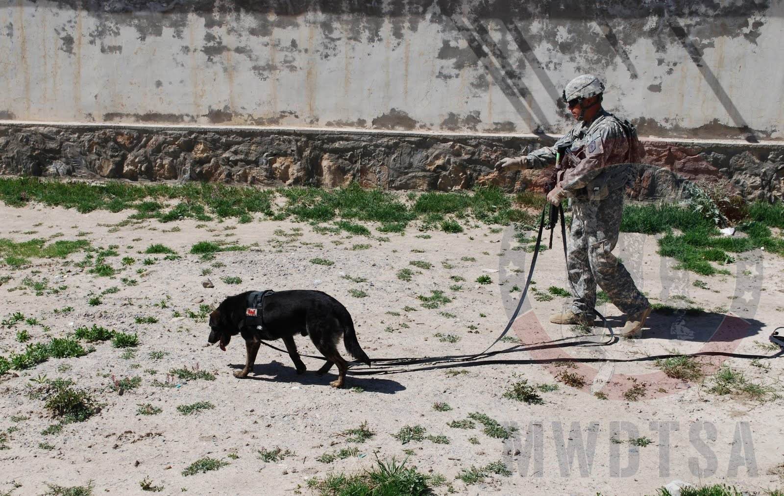 U.S. Army Spc. Adam Zettel, with the 49th Mine Dog Detection Detachment, and Allan, a mine detection dog, search a compound for unexploded ordnance
