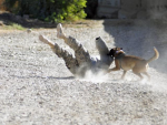 Staff Sgt. Titan, a military police dog takes down a demonstrator in a training exercise.